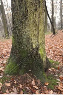 tree bark mossy 0016